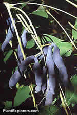 Decaisnea fargesii - the Blue Bean tree, named in honour of Père Farges