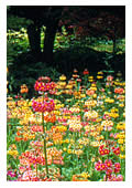 Primula VanDusen Hybrids