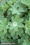 Alchemilla erythropoda