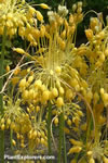 Allium flavum