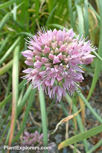 Allium senescens