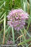 Allium senescens