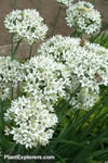 Allium tuberosum