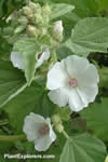Althaea officinalis