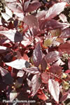 Alternanthera dentata 'Rubiginosa'