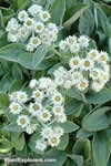 Anaphalis triplinervis