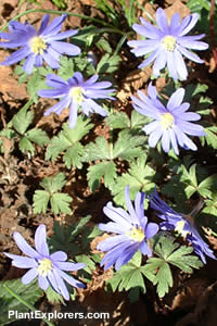 Anemone blanda