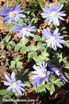 Anemone blanda