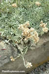 Antennaria carpatica