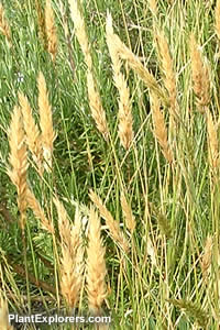 Anthoxanthum odoratum