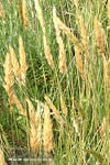 Anthoxanthum odoratum