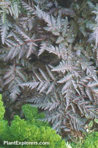 Anthriscus sylvestris 'Raven's Wing'