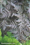 Anthriscus sylvestris 'Raven's Wing'