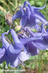 Aquilegia alpina