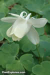 Aquilegia flabellata var. pumila 'Alba'