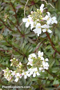 Arabis  alpina subsp. caucasica