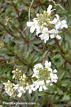 Arabis  alpina subsp. caucasica