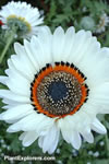 Arctotis fastuosa var. alba