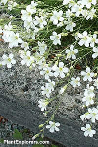 Arenaria kingii
