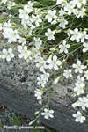 Arenaria kingii