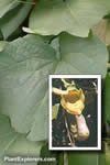 Aristolochia macrophylla