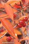 Aronia arbutifolia
