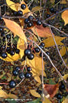 Aronia x prunifolia