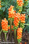 Arum  italicum 'Marmoratum'