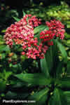 Asclepias incarnata