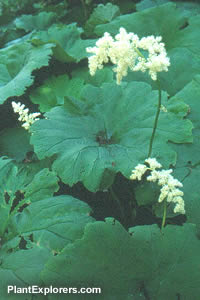 Astilboides tabularis