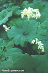 Astilboides tabularis