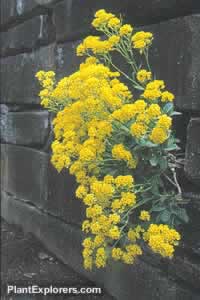 Aurinia  saxatilis