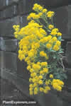 Aurinia  saxatilis