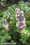 Abies balsamea