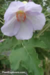 Abutilon vitifolium