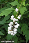 Actaea rubra 'neglecta'