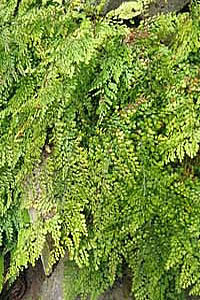 Adiantum venustum