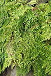 Adiantum venustum