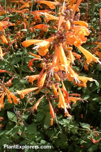 Agastache aurantiaca