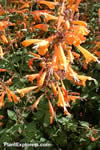 Agastache aurantiaca
