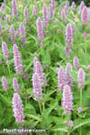 Agastache rugosa 'Honey Bee Blue'