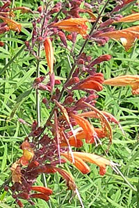 Agastache rupestris