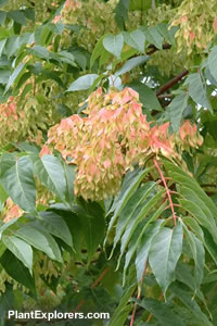 Ailanthus altissima