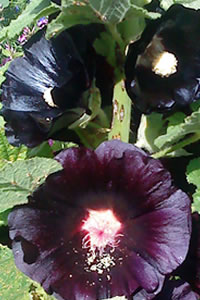 Alcea rosea 'nigra'
