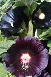 Alcea rosea 'nogra'
