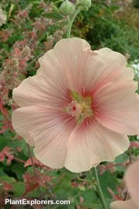 Alcea rosea 'peach'