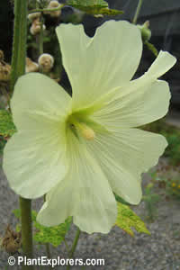 Alcea rosea 'pale yellow'