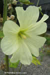 Alcea rosea 'pale yellow'