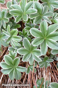 Alchemilla alpina