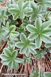 Alchemilla alpina